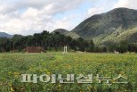 수마가 할킨 가평 자라섬, 백일홍 피다