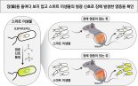 장내염증, 미생물이 형광신호로 알려준다