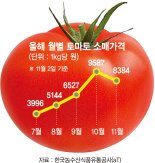 긴 장마에 폭등한 토마토값, 언제쯤 안정될까