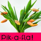 온라인 꽃도매 ‘피카플라’, 런칭 한달만 “전국 800개 꽃집 가입”