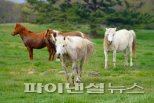 제주도, 천연기념물 '제주마' 50마리 공개 매각