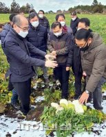 [fn포토] 제주 월동채소 언 피해 현장 찾은 유찬형 농협 부회장