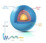 바이오니아, RNAi 이용한 섬유화증 치료제 물질 특허권 취득