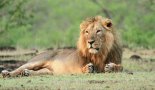 우간다 국립공원서 머리 잘린 사자 6마리 발견···트로피 헌팅?