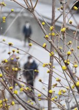 경칩 앞두고  청계천에 핀 산수유