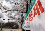 여의도, 석촌호수 벚꽃축제? 올해도 안열릴듯