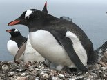 남극 펭귄들은 경쟁 대신 공존을 택했다