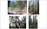 국립산림과학원, 우량 테다소나무 육성 기반 마련