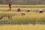 쌀 한가마 생산비 3만원 ↑ "벼농사 순수익 19년만에 최대"