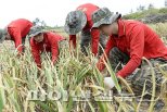 영농철 외국인 일손 ‘가뭄’…제주도, 긴급 대응체계 가동