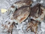 군산시 '갑오징어 산란·서식장' 조성 본격화