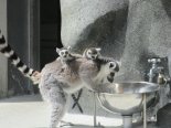 광주 우치동물원서 멸종위기 알락꼬리여우원숭이 한쌍 탄생