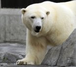 이상 고온에 북극곰 민가 습격, 사살 위기