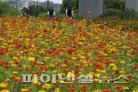 백일홍 만발한 중랑천