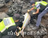 제주 갯바위서 돌고래만한 초대형 ‘부시리’ 사체 발견