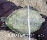 제주 성산일출봉 해역서 푸른바다거북 사체 또 발견