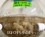 제주 '황근' 추출물, 미백·주름 개선 우수 효능 확인