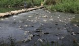 부산시, 온천천 물고기 폐사 경보제 개선·시행