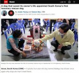 CNN "할머니 쓰러지자 40시간 지킨 ‘백구’"..전 세계가 감동했다