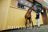 국산 경주마 경매 낙찰률 35.2%…말산업 불황 지속