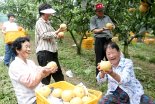 '나주 배 산업특구' 전국 최우수 특구 선정