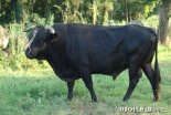 육지로 첫 반출된 토종 제주흑우…가축 유전자원 영구 보존