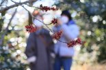 천리포수목원, 입춘 맞이 봄꽃 피었어요