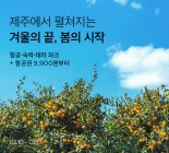 마켓컬리, 봄 맞이 국내 여행객 위한 '제주 여행 기획전' 진행