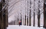 시린 이 계절에도 올곧은 초록... 이색적인 풍경 가득한 담양의 겨울 [Weekend 레저]