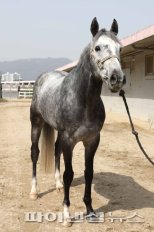 [경마] 20일 국산마 장거리 강자 탄생, 주인공은?