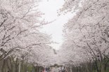 인천시 벚꽃명소 공원 전면 개방…인천대공원, 월미공원, 수봉공원