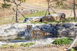 국립백두대간수목원 호랑이숲 15일 재개장