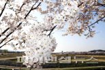시흥 갯골생태공원 벚꽃 만개…상춘객 ‘밀물’