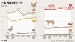 AI 비껴가자 1분기 산란계·오리↑…송아지 가격 뛰자 소도 증가