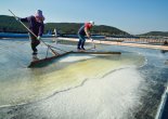 “해송과 염전의 환상 콜라보”…태안 ‘송화소금’ 생산 돌입