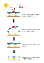 [1일IT템] 손상된 DNA를 없애는 단백질을 찾아냈다