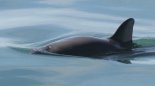 스웨덴 "돌고래, 조류독감으로 사망" 세계 최초