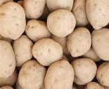 '金감자 잡는다' 정부, 내년 5월까지 가격안정제 시범사업