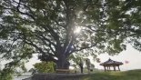 '우영우'가 살려낸 소덕동 500살 팽나무..관광명소로 떴다