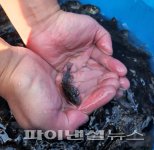 김포시 어린 우럭 105만마리 방류…수산자원 회복