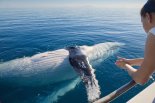 ‘우영우’가 사랑하는 고래가 45종이나 서식, 호주 고래 관광지