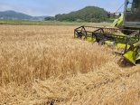 식량안보·식생활 변화...국산 밀 생산 대폭 확대