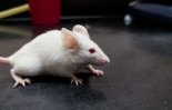 면역항암제·한약 함께 투여해 실험쥐 생존률 높였다