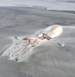 뉴질랜드 해변에 4m 거대 오징어 사체.."다리엔 뜯어먹힌 흔적"
