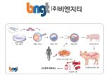 BNGT "완전인간화 유사혈액 생산돼지 개발 착수"