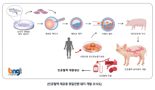 BNGT, 완전인간화 유사혈액 생산돼지 개발 착수