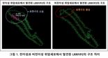 메드팩토, 세계최초 위암세포 간 전이 기전 발견