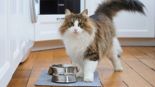 고양이 영양 공급에 대한 보호자들의 흔한 4가지 오해