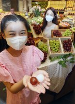 포도 한송이 1400만원 '루비 로망' 뭐길래..日 "묘목 한국에 유출"