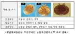 울산 꿀벌도 응애와 바이러스 피해, 방역 필요